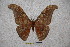  (Antheraea philippirissa - BC-RBP-1462)  @14 [ ] Copyright (2010) Unspecified Research Collection of Ron Brechlin