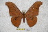  (Antheraea malakkana - BC-RBP-1464)  @14 [ ] Copyright (2010) Unspecified Research Collection of Ron Brechlin