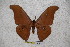  (Antheraea malakkana - BC-RBP-1465)  @14 [ ] Copyright (2010) Unspecified Research Collection of Ron Brechlin