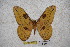  (Loepa peggyae - BC-RBP-1489)  @13 [ ] Copyright (2010) Unspecified Research Collection of Ron Brechlin