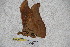  (Antheraea billitonensis - BC-RBP-1538)  @11 [ ] Copyright (2010) Unspecified Research Collection of Ron Brechlin