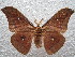  (Antheraea pernyi - BC-RBP 3224)  @13 [ ] Copyright (2010) Unspecified Research Collection of Ron Brechlin