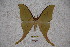  (Actias callandra - BC-RBP-1910)  @13 [ ] Copyright (2010) Unspecified Research Collection of Ron Brechlin