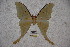  (Actias witti - BC-RBP-1912)  @11 [ ] Copyright (2010) Unspecified Research Collection of Ron Brechlin