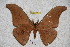  (Antheraea knyvetti - BC-RBP 2788)  @15 [ ] Copyright (2010) Unspecified Research Collection of Ron Brechlin