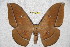  (Antheraea vietnamensis - BC-RBP 2790)  @15 [ ] Copyright (2010) Unspecified Research Collection of Ron Brechlin