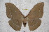  (Antheraea lampei - BC-RBP 2791)  @13 [ ] Copyright (2010) Unspecified Research Collection of Ron Brechlin