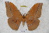  (Antheraea formosana - BC-RBP 2810)  @14 [ ] Copyright (2010) Unspecified Research Collection of Ron Brechlin