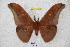  (Antheraea formosana - BC-RBP 2812)  @14 [ ] Copyright (2010) Unspecified Research Collection of Ron Brechlin