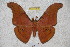  (Antheraea helferi helferi - BC-RBP 2978)  @14 [ ] Copyright (2010) Unspecified Research Collection of Ron Brechlin