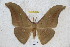  (Antheraea vietnamensis - BC-RBP 3089)  @15 [ ] Copyright (2010) Unspecified Research Collection of Ron Brechlin