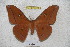  (Antheraea alleni - BC-RBP 3220)  @13 [ ] Copyright (2010) Unspecified Research Collection of Ron Brechlin