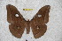  (Antheraea moultoni - BC-RBP 3222)  @14 [ ] Copyright (2010) Unspecified Research Collection of Ron Brechlin