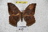  (Oxytenis vanyungana - BC-RBP 3251)  @14 [ ] Copyright (2010) Unspecified Research Collection of Ron Brechlin