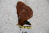  (Cerodirphia rubrocarpishiana - BC-RBP 3316)  @14 [ ] Copyright (2010) Unspecified Research Collection of Ron Brechlin