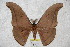  (Antheraea korintjiana - BC-RBP 3340)  @14 [ ] Copyright (2010) Unspecified Research Collection of Ron Brechlin