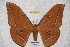  (Antheraea pahangensis - BC-RBP 3350)  @15 [ ] Copyright (2010) Unspecified Research Collection of Ron Brechlin