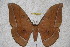  (Antheraea pahangensis - BC-RBP 3351)  @15 [ ] Copyright (2010) Unspecified Research Collection of Ron Brechlin