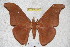  (Antheraea kalangensis - BC-RBP 3356)  @14 [ ] Copyright (2010) Unspecified Research Collection of Ron Brechlin