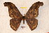  (Rhescyntis descimoni - BC-RBP 3368)  @14 [ ] Copyright (2010) Unspecified Research Collection of Ron Brechlin