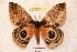  (Automeris parageus - BC-RBP 3377)  @13 [ ] Copyright (2010) Unspecified Research Collection of Ron Brechlin