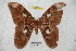  (Rothschildia equatorialis centricolombiana - BC-RBP 3932)  @14 [ ] Copyright (2010) Unspecified Research Collection of Ron Brechlin