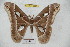  (Rothschildia jorulla lichtenba - BC-RBP 3940)  @14 [ ] Copyright (2010) Unspecified Research Collection of Ron Brechlin