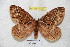  (Pseudodirphia birejunensis - BC-RBP 4328)  @13 [ ] Copyright (2010) Unspecified Research Collection of Ron Brechlin