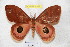  (Pseudautomeris pohli - BC-RBP 4342)  @14 [ ] Copyright (2010) Unspecified Research Collection of Ron Brechlin