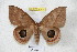  (Pseudautomeris sanmartini - BC-RBP 4343)  @12 [ ] Copyright (2010) Unspecified Research Collection of Ron Brechlin