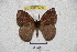  (Janiodes rusbambana - BC-RBP 3400)  @14 [ ] Copyright (2010) Unspecified Research Collection of Ron Brechlin