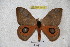  (Automeris zurouae - BC-RBP 3545)  @14 [ ] Copyright (2010) Unspecified Research Collection of Ron Brechlin