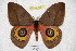  (Automeris salkorum - BC-RBP 3553)  @15 [ ] Copyright (2010) Unspecified Research Collection of Ron Brechlin