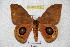  (Automeris intertridens - BC-RBP 3616)  @15 [ ] Copyright (2010) Unspecified Research Collection of Ron Brechlin