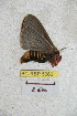  (Meroleuca edithae - BC-RBP 5063)  @12 [ ] Copyright (2011) Ron Brechlin Research Collection of Ron Brechlin