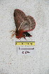  ( - BC-RBP 5074)  @12 [ ] Copyright (2011) Ron Brechlin Research Collection of Ron Brechlin