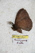  (Janiodes ecsaragurensis - BC-RBP 5077)  @12 [ ] Copyright (2011) Ron Brechlin Research Collection of Ron Brechlin