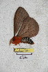  (Cerodirphia zamorana - BC-RBP 5084)  @13 [ ] Copyright (2011) Ron Brechlin Research Collection of Ron Brechlin