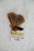  ( - BC-RBP 5129)  @12 [ ] Copyright (2011) Ron Brechlin Research Collection of Ron Brechlin