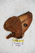  ( - BC-RBP 5131)  @11 [ ] Copyright (2011) Ron Brechlin Research Collection of Ron Brechlin