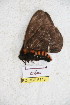  ( - BC-RBP 5148)  @12 [ ] Copyright (2011) Ron Brechlin Research Collection of Ron Brechlin