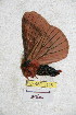  ( - BC-RBP 5158)  @12 [ ] Copyright (2011) Ron Brechlin Research Collection of Ron Brechlin