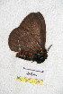  ( - BC-RBP 5159)  @12 [ ] Copyright (2011) Ron Brechlin Research Collection of Ron Brechlin