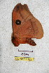  ( - BC-RBP 5163)  @12 [ ] Copyright (2011) Ron Brechlin Research Collection of Ron Brechlin