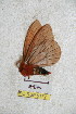  ( - BC-RBP 5172)  @11 [ ] Copyright (2011) Ron Brechlin Research Collection of Ron Brechlin