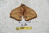  ( - BC-RBP 5177)  @13 [ ] Copyright (2011) Ron Brechlin Research Collection of Ron Brechlin