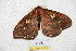  ( - BC-RBP 5178)  @11 [ ] Copyright (2011) Ron Brechlin Research Collection of Ron Brechlin