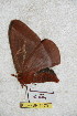  ( - BC-RBP 5179)  @12 [ ] Copyright (2011) Ron Brechlin Research Collection of Ron Brechlin