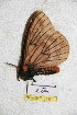  ( - BC-RBP 5181)  @12 [ ] Copyright (2011) Ron Brechlin Research Collection of Ron Brechlin