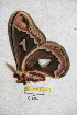  ( - BC-RBP 5185)  @11 [ ] Copyright (2011) Ron Brechlin Research Collection of Ron Brechlin